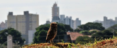 foto Notícia Campo Grande