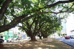 foto Notícia Campo Grande
