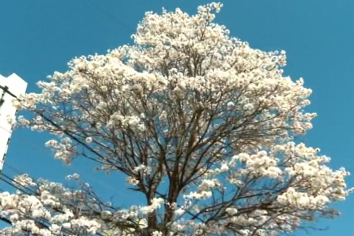 foto Not&iacute;cia Campo Grande